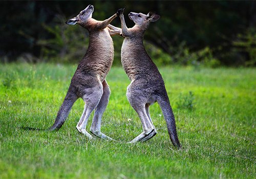 Koala and kangaroo in natural setting